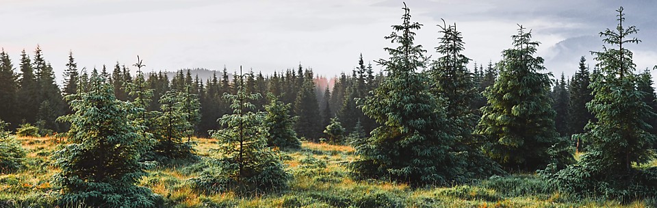 Каракат